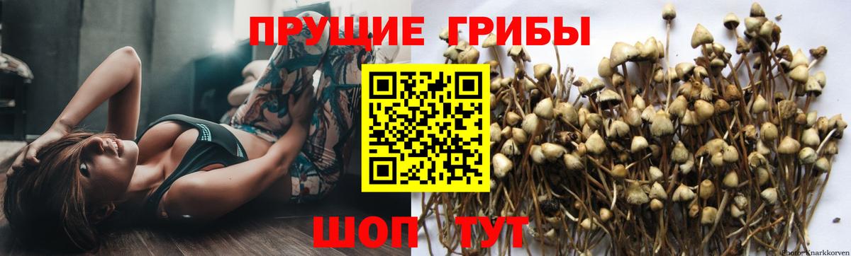 Галлюциногенные грибы прущие грибы  купить   Горно-Алтайск  Вход с VPN 